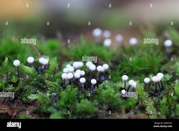 Attēlu rezultāti vaicājumam “Lamproderma columbinum stalked”