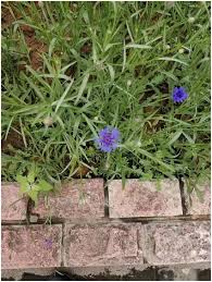 Image result for Centaurea cyanus