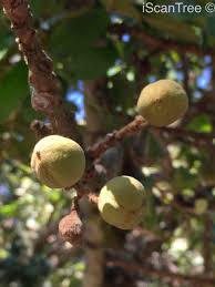 Attēlu rezultāti vaicājumam “Trichia erecta”