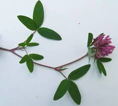 Attēlu rezultāti vaicājumam “Trifolium medium flower”