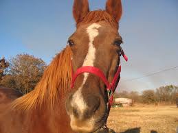 Attēlu rezultāti vaicājumam “Equus ferus caballus”