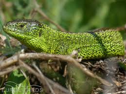 Attēlu rezultāti vaicājumam “Lacerta agilis male”