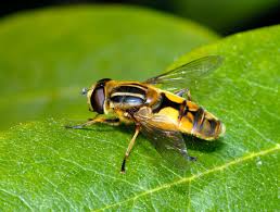Attēlu rezultāti vaicājumam “Helophilus hybridus”