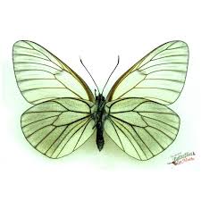 Attēlu rezultāti vaicājumam “Aporia crataegi female”