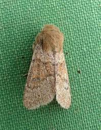 Attēlu rezultāti vaicājumam “Orthosia miniosa”