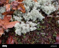 Attēlu rezultāti vaicājumam “Cladonia mitis”