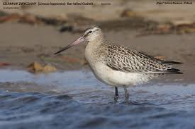 Attēlu rezultāti vaicājumam “Limosa lapponica adult”