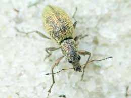 Attēlu rezultāti vaicājumam “Polydrusus tereticollis”