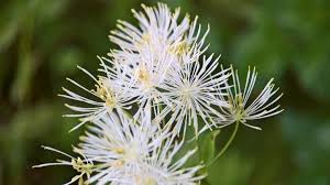 Attēlu rezultāti vaicājumam “Thalictrum aquilegifolium leaf”