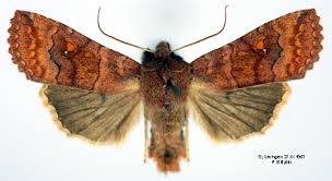 Attēlu rezultāti vaicājumam “Eupsilia transversa”