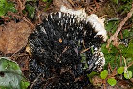 Attēlu rezultāti vaicājumam “Peltigera aphthosa”