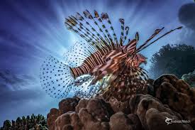Image result for Pterois miles