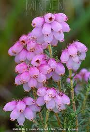 Attēlu rezultāti vaicājumam “Erica tetralix flower”