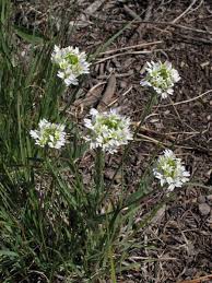 Attēlu rezultāti vaicājumam “Berteroa incana flower”