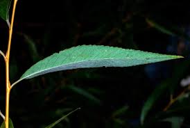 Attēlu rezultāti vaicājumam “Salix x fragilis”