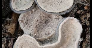 Attēlu rezultāti vaicājumam “Poronia punctata”