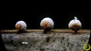 Attēlu rezultāti vaicājumam “Didymium nigripes”