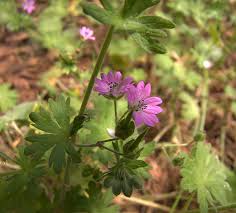 Attēlu rezultāti vaicājumam “Geraniaceae”