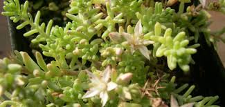 Attēlu rezultāti vaicājumam “Sedum pallidum bud”