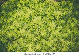 Attēlu rezultāti vaicājumam “Sedum hispanicum leaf”