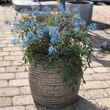 Attēlu rezultāti vaicājumam “Corydalis”