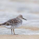 Image result for Calidris tenuirostris
