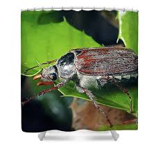 Attēlu rezultāti vaicājumam “Melolontha melolontha”