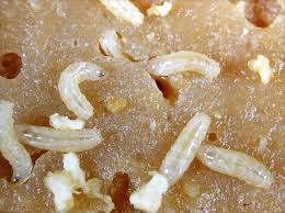 Attēlu rezultāti vaicājumam “Drosophila melanogaster”