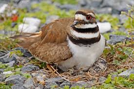 Attēlu rezultāti vaicājumam “Charadrius dubius adult”