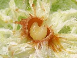 Attēlu rezultāti vaicājumam “Liposthenes glechomae”