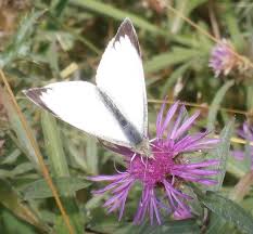 Attēlu rezultāti vaicājumam “Pieris brassicae male”