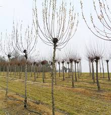 Attēlu rezultāti vaicājumam “Salix daphnoides leaf”