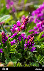 Attēlu rezultāti vaicājumam “Polygala vulgaris”
