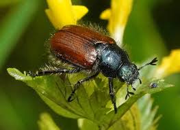 Attēlu rezultāti vaicājumam “Phyllopertha horticola imago”