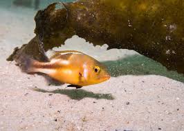 Image result for Chrysoblephus laticeps