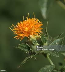 Image result for Carthamus tinctorius