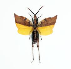 Attēlu rezultāti vaicājumam “Strangalia attenuata”