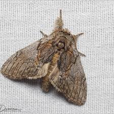 Attēlu rezultāti vaicājumam “Breidleria pratensis”