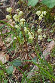 Attēlu rezultāti vaicājumam “Pyrola chlorantha”