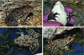 Attēlu rezultāti vaicājumam “Pelophylax”