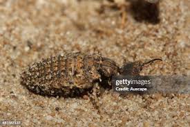 Attēlu rezultāti vaicājumam “Myrmeleontidae”