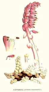 Attēlu rezultāti vaicājumam “Lathraea squamaria”