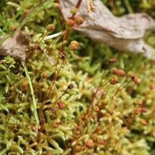 Attēlu rezultāti vaicājumam “Philonotis fontana”