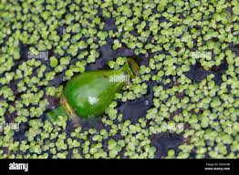 Attēlu rezultāti vaicājumam “Nuphar lutea fruit”