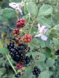 Image result for Rubus sectio