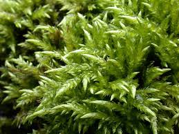 Attēlu rezultāti vaicājumam “Eurhynchiastrum pulchellum”