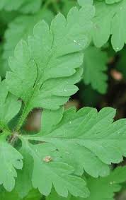 Attēlu rezultāti vaicājumam “Geranium robertianum leaf”