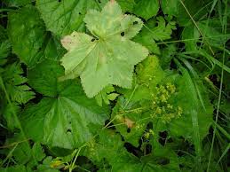 Attēlu rezultāti vaicājumam “Trachyspora intrusa”