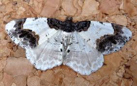 Attēlu rezultāti vaicājumam “Ligdia adustata”