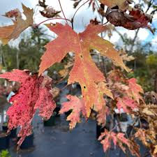 Attēlu rezultāti vaicājumam “Acer saccharinum”